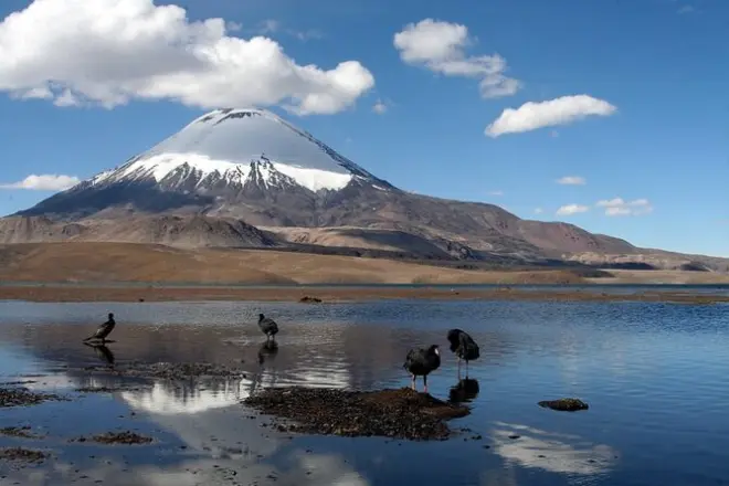 Chungará-See & Lauca-Park ab Arica: Vulkan Parinacota