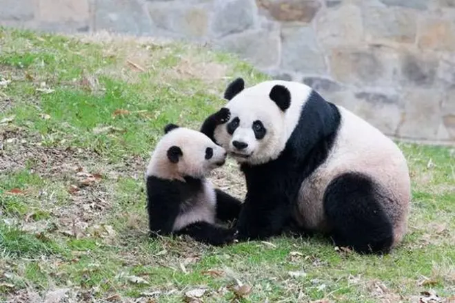 Chongqing visite privée avec pandas : 7 à 8 heures