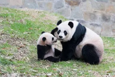 Chongqing Privat-Tour mit Pandas: 7–8 Stunden