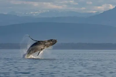 Walbeobachtung ab Campbell River: 6 Stunden auf beheiztem Boot