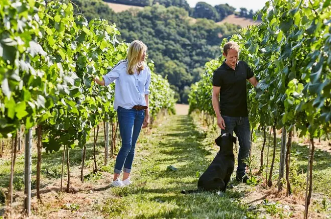Tour y cata en viñedo Swanaford: Vino inglés en Dartmoor