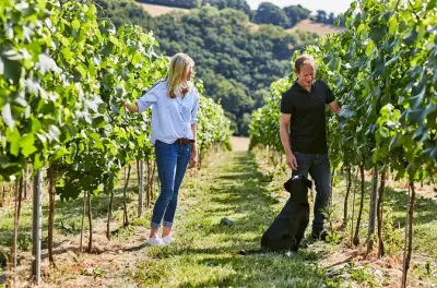 Tour y cata en viñedo Swanaford: Vino inglés en Dartmoor