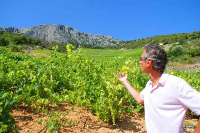 Hvar Weinverkostung: Zwei Weingüter mit regionalen Spezialitäten
