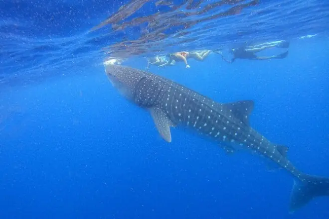 Nagez avec les requins-baleines à Isla Holbox en groupe
