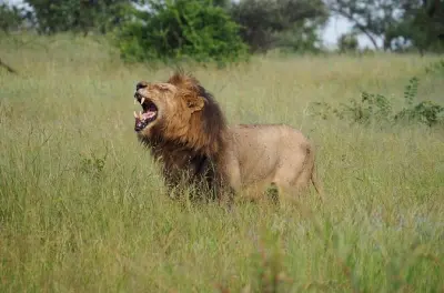 Safari privé au parc Kruger au départ de Hoedspruit, journée complète