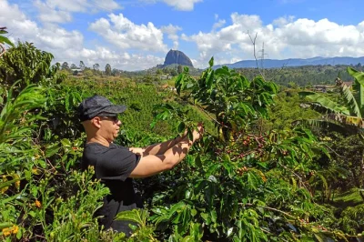 Descubre guatapé y su colorido, recoge café con campesinos, sube la piedra para vistas increíbles y pasea por sus zócalos, todo con almuerzo y transporte incluido.
