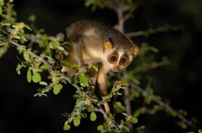 Safari notturno a Sigiriya per vedere la fauna selvatica in jeep