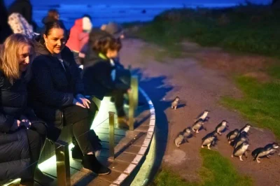 Watch the penguin parade on phillip island, spot fur seals at seal rocks, and stroll wild clifftops—all with express return to melbourne and a local guide included.