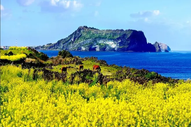Privattour auf Jeju mit lokalem Guide – Tag nach Wunsch gestalten
