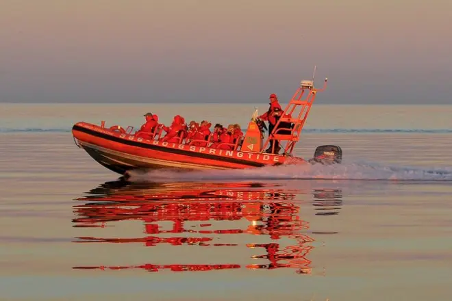 Whale watching al tramonto con Zodiac: Barca veloce a Vancouver Island