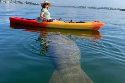 Feel the quiet magic of sarasota’s mangrove tunnels by kayak, spot dolphins and manatees, learn from a florida master naturalist, and enjoy small group comfort.