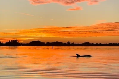Remata al tramonto vicino ad anna maria island, delfini che nuotano vicino, storie di guide locali e viste spettacolari. kayak, dry bag e tutta l’attrezzatura inclusa.