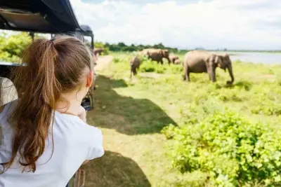Safari a Minneriya da Sigiriya: Elefanti asiatici selvatici