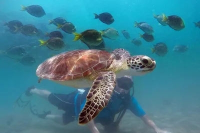 Feel the rush of your first scuba dive in san juan, spot sea turtles up close, and get free underwater videos. all gear included, guided by local instructors.