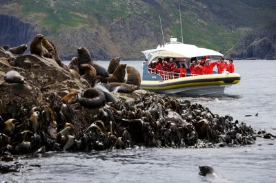 Feel the ocean spray and spot seals, dolphins, and towering cliffs on a bruny island cruise from adventure bay. includes local guide, jackets, and all weather comfort.