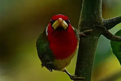 Mindo Cloud Forest Birdwatching Tour: Spot 25 Species