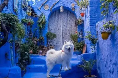 Fes to Chefchaouen day trip: Private luxury tour with driver