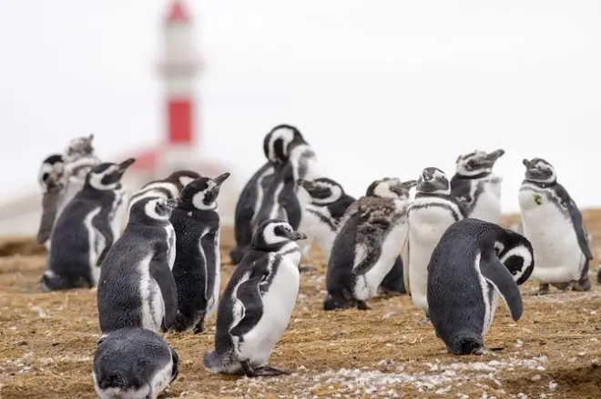 Tour pinguini da Punta Arenas: Isola Magdalena e isola Marta