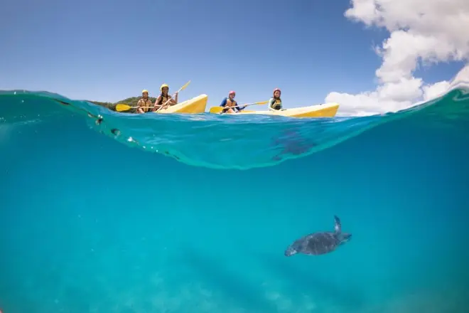 Kayaking Byron Bay: Paddle with Dolphins in Marine Park