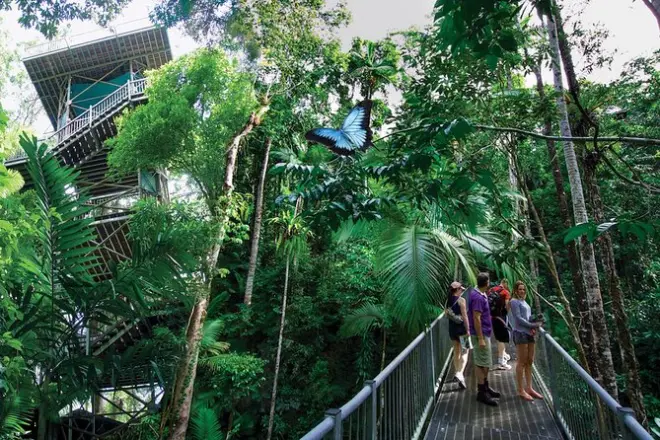 Daintree Discovery Centre: Regenwald auf drei Ebenen