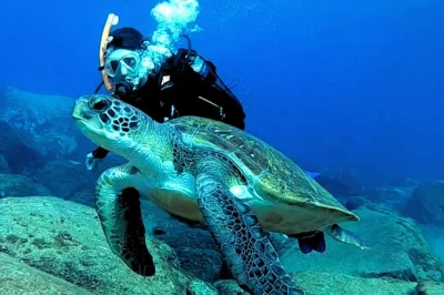 Erlebe das abenteuer tauchen auf teneriffa mit erfahrenen padi-guides in kleiner gruppe. inklusive bootsfahrt, schnorcheln mit schildkröten, kompletter ausrüstung und dusche danach.