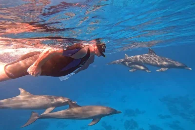 Hurghada y dolphin house: nada con delfines salvajes, explora los arrecifes del mar rojo, relájate en la cubierta y disfruta de un almuerzo a bordo. incluye recogida en hotel.