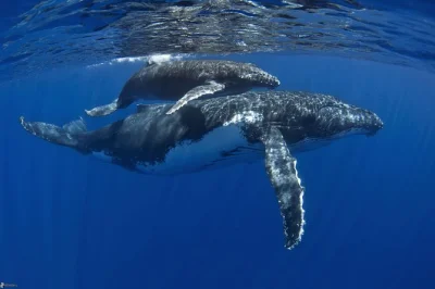 Hear whale songs, swim in moorea’s warm waters, and join a local guide for a half-day humpback whale tour—includes snorkeling gear and drinks on board.