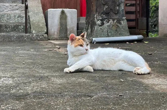 Cats & Hidden Alleyways: Nagasaki Walking Tour