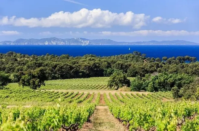 Tour privato del vino in Provenza dal porto crociere di Tolone