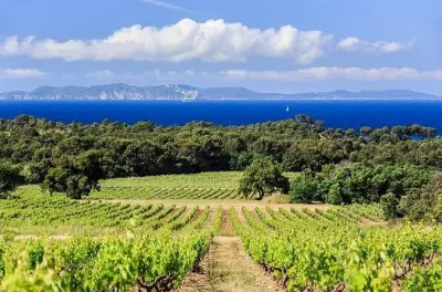 Tour privato del vino in Provenza dal porto crociere di Tolone