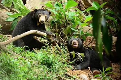 Sepilok orang-outan et ours malais, journée complète depuis Sandakan