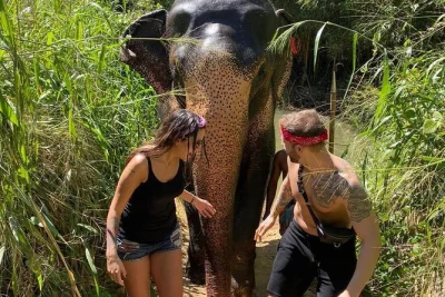 Découvrez kandy sous la brume, voyagez en train jusqu’à ella, flânez dans le fort de galle et observez les bébés tortues de mer—chauffeur privé, voiture de luxe, hôtels avec petit-déjeuner