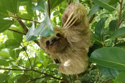 Feel the rainforest air in costa rica, spot sloths, swim at llanos de cortés waterfall, and taste organic coffee & chocolate with local farmers. includes lunch & pickup.