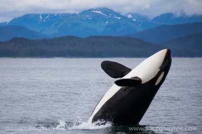 Découvrez icy strait point lors d’une sortie en petit groupe pour observer les baleines depuis hoonah, avec prise en charge en limousine, cabine chauffée et snacks locaux inclus.