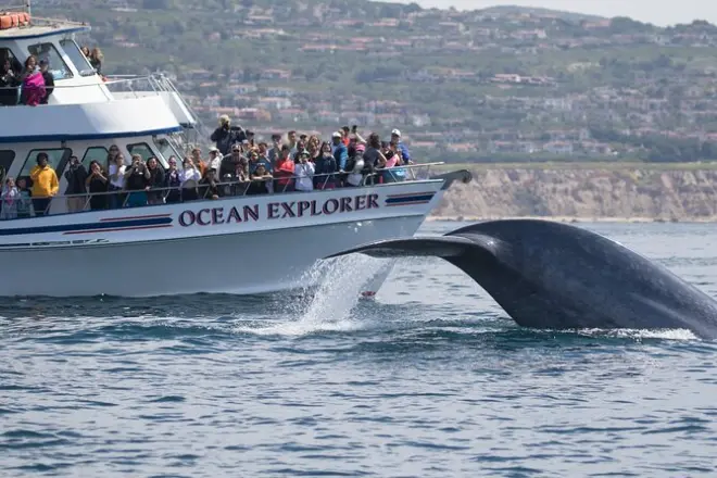 Observation des baleines à Newport Beach : Vie marine toute l’année