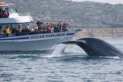 Whale-Watching Cruise from Newport Beach: Year-Round Marine Life