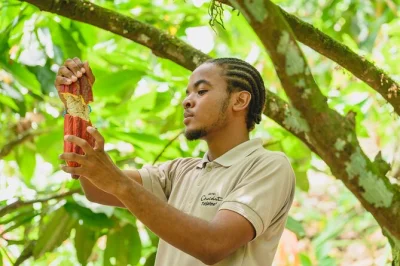 Feel cacao pulp on your tongue, craft chocolate bars, and enjoy cacao-inspired lunch overlooking saint lucia’s pitons. includes hands-on tour and lunch.