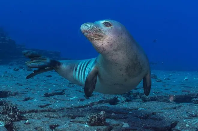 Kauai Scuba Diving: Experienced Divers, Southern Reefs