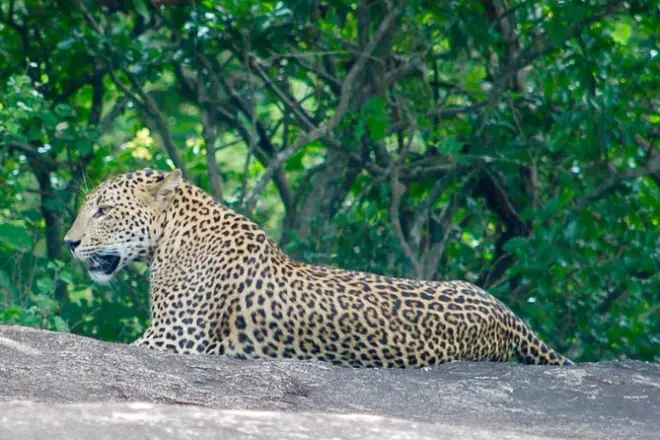 Leopard-Safari im Yala-Nationalpark: Früher Morgenausflug