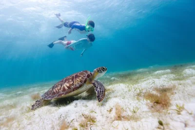 Nuota con le tartarughe verdi a waikiki turtle canyon, fai snorkeling da un ampio catamarano e goditi la vista su diamond head. include attrezzatura, acqua e guida locale.