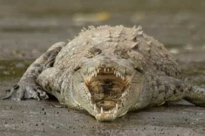 Descubre puntarenas con un paseo en bote por el río tárcoles, degustación de frutas locales y almuerzo buffet. incluye recogida y regreso al hotel o puerto para mayor comodidad.