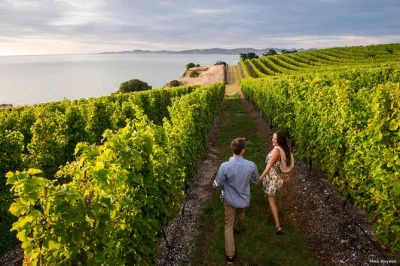 Explore os vinhedos de marlborough, prove sauvignon blanc locais, almoce em vinícola e finalize com chocolates artesanais. transporte incluído.