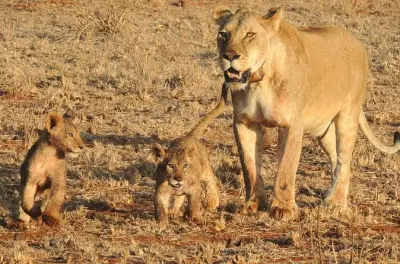 Safari 2 giorni a Tsavo East da Diani Beach con elefanti rossi