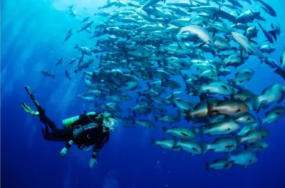 Plongée avancée PADI open water 2 jours à Sharm el Sheikh