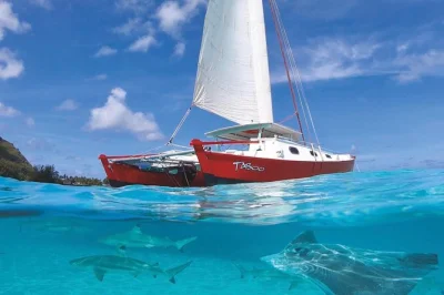 Feel the breeze on moorea’s lagoon as you sail by catamaran, snorkel with black tip sharks, and taste fresh local fruit. includes transfers and snorkeling gear.