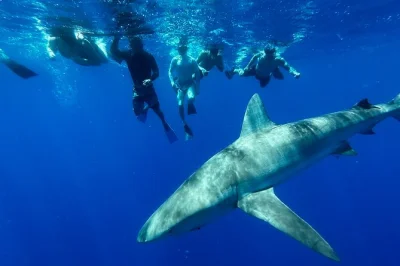 Vivi l’emozione di nuotare senza gabbia con gli squali al largo della north shore di oahu. tour familiare, sub di sicurezza, foto e attrezzatura snorkeling inclusi. prenota ora.