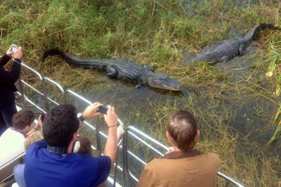 Découvrez les everglades en airboat, observez les alligators de près et explorez le parc animalier wild florida. horaires flexibles et check-in facile inclus.