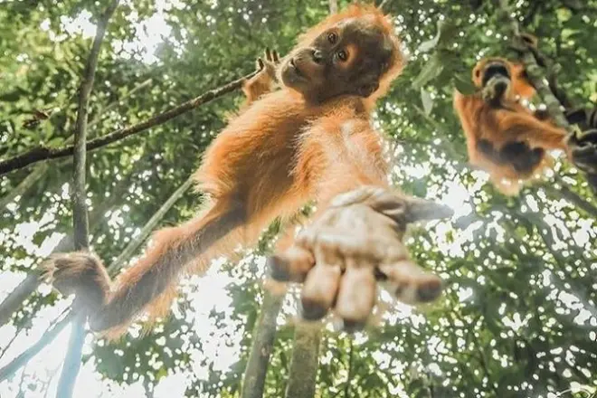 Rafting e caminhada na selva em Mount Leuser: Veja orangotangos