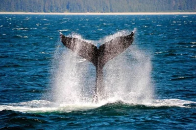 Découvrez la nature sauvage d’icy strait lors d’une sortie en petit groupe pour observer les baleines. cabine chauffée, pont 360°, observation garantie, et prise en charge au port de croisière