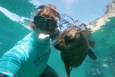 Erlebe plettenberg bay hautnah: schnorchel mit verspielten kaprobben im robberg nature reserve, inklusive ausrüstung und erinnerungsfotos.